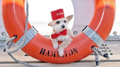 1219-queen-mary-2-el-unico-crucero-pet-friendly-del-mundo