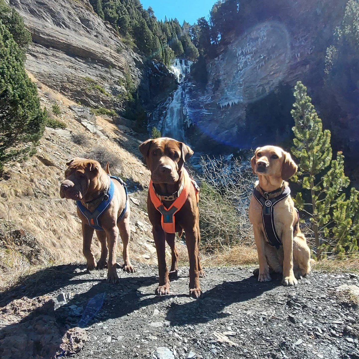 1240-alquezar-con-perro-alojamientos-admite-mascota-sierra-guara