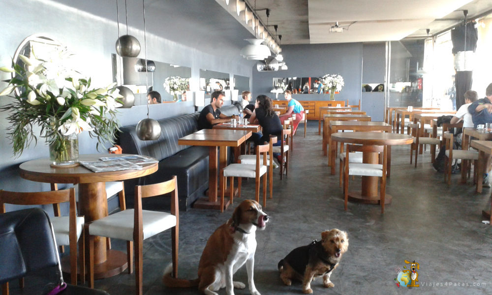 127-mascotas-bienvenidas-en-el-restaurante-sal-cafe-en-barcelona