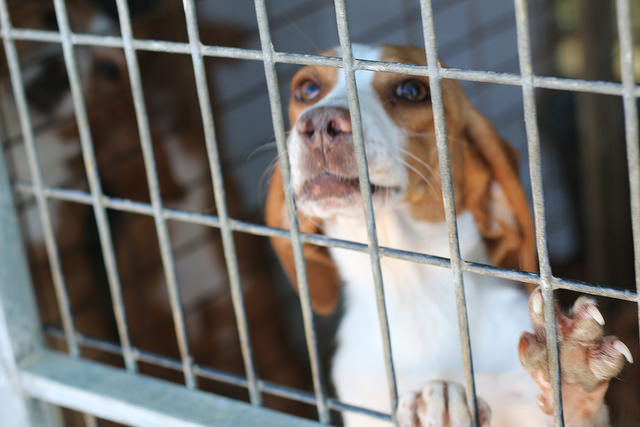 1339-carta-del-responsable-de-una-perrera-en-espana