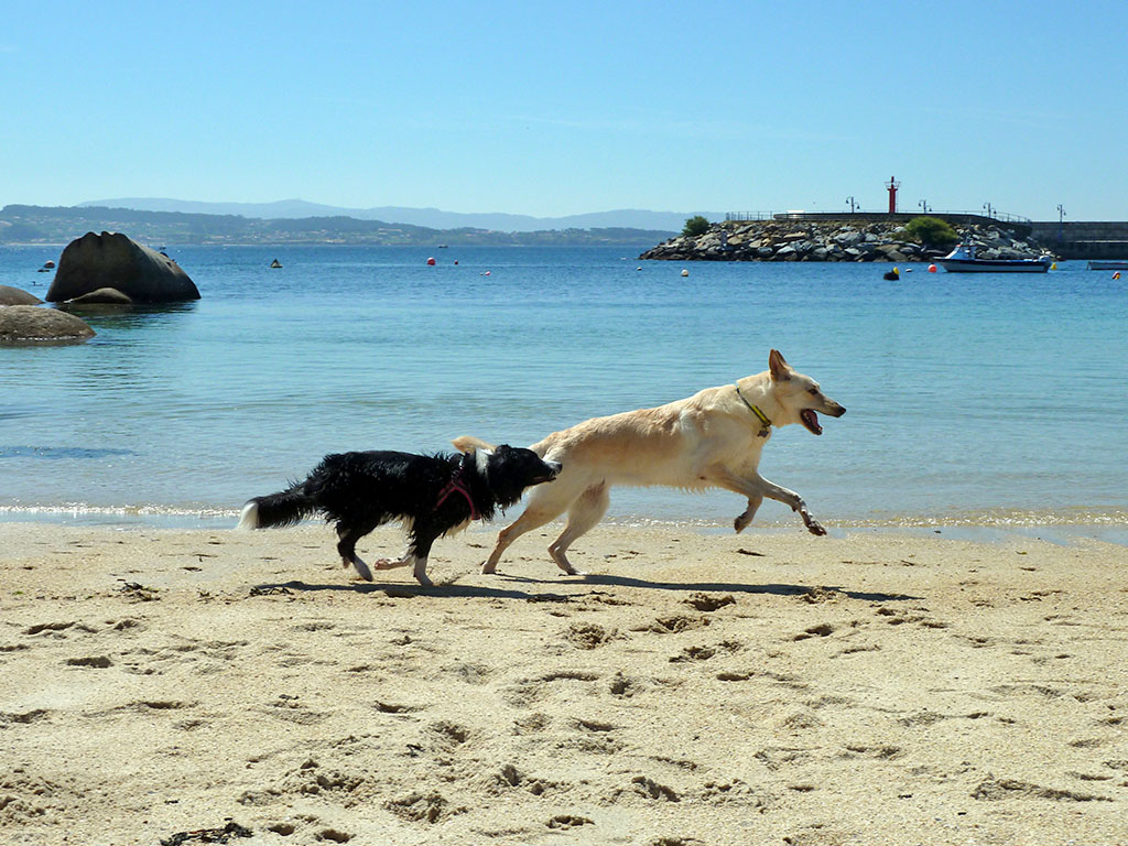 1412-alojamientos-admiten-mascota-cerca-de-playa-para-perros