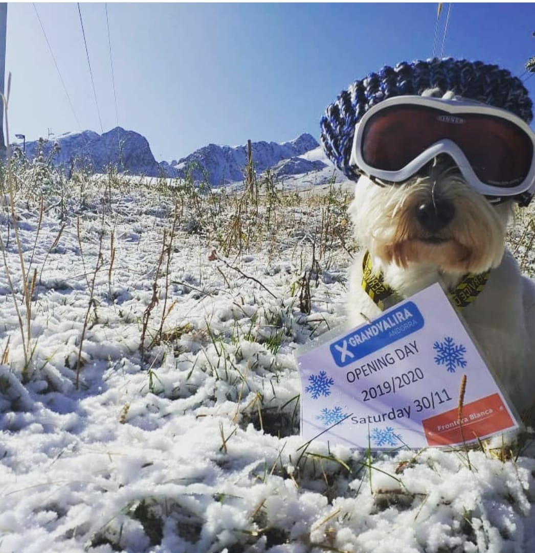 1549-planes-alojamientos-invierno-esqui-con-perro-nieve-con-perro-2