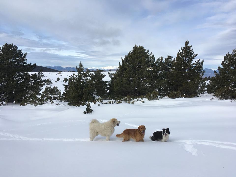 1551-planes-alojamientos-invierno-esqui-con-perro-nieve-con-perro-2