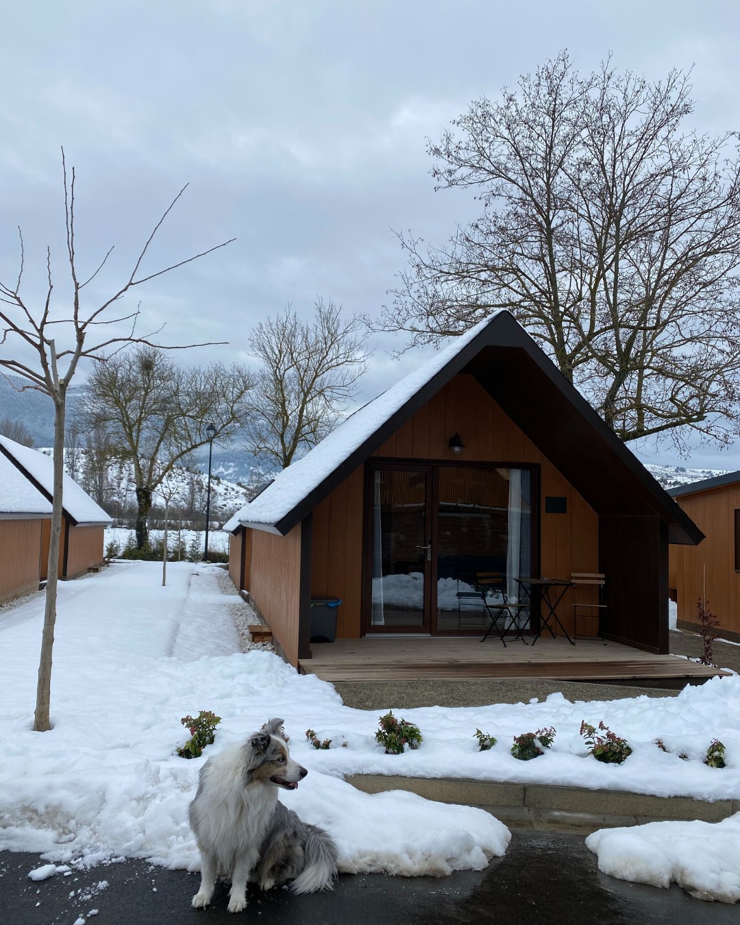 1553-planes-alojamientos-invierno-esqui-con-perro-nieve-con-perro-2