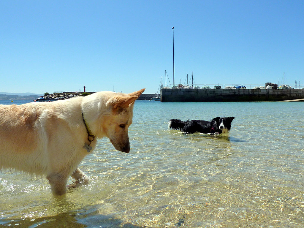 1735-planes-con-perro-en-o-grove-playas-caninas-y-alojamientos-dog-friendly
