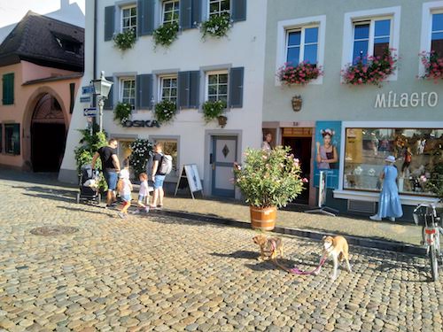 1783-ruta-coche-por-la-selva-negra-de-alemania-con-perro