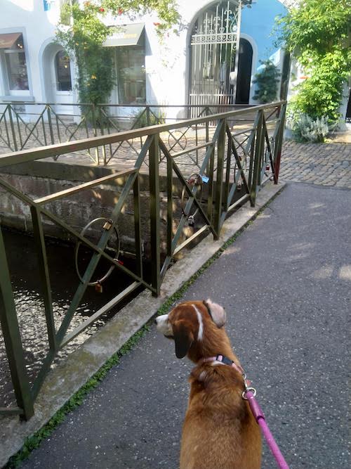 1785-ruta-coche-por-la-selva-negra-de-alemania-con-perro