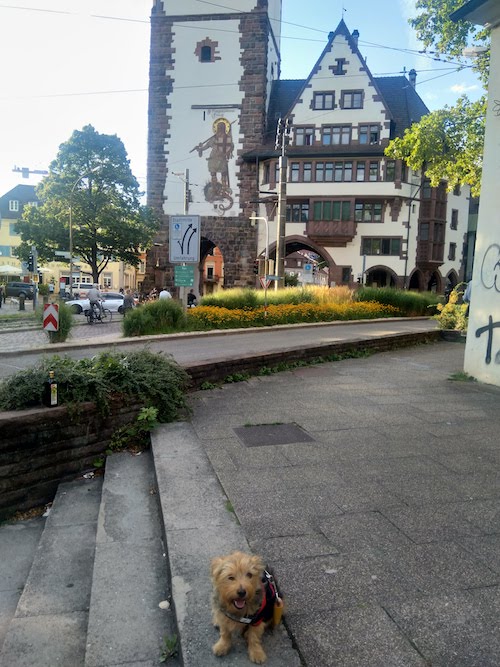 1787-ruta-coche-por-la-selva-negra-de-alemania-con-perro