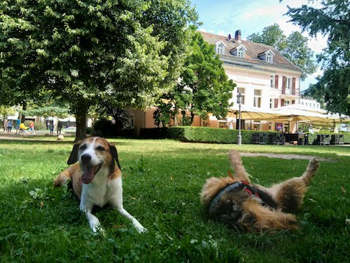 1791-ruta-coche-por-la-selva-negra-de-alemania-con-perro