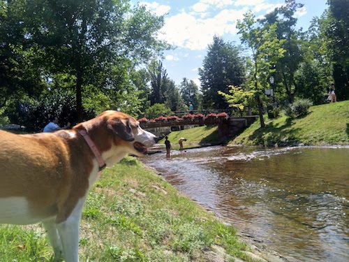 1797-ruta-coche-por-la-selva-negra-de-alemania-con-perro