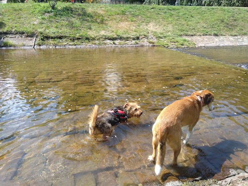 1799-ruta-coche-por-la-selva-negra-de-alemania-con-perro