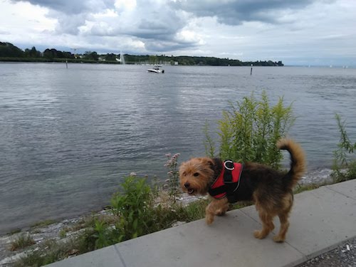 1805-ruta-coche-por-la-selva-negra-de-alemania-con-perro