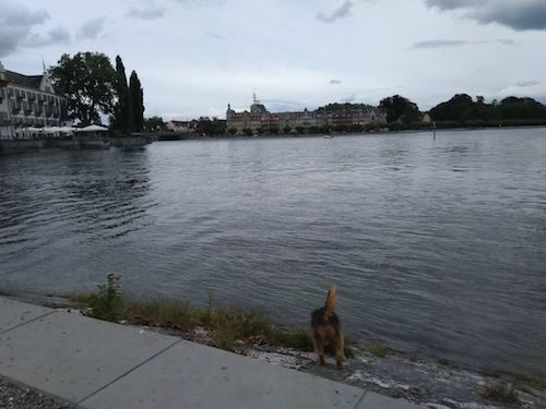 1811-ruta-coche-por-la-selva-negra-de-alemania-con-perro