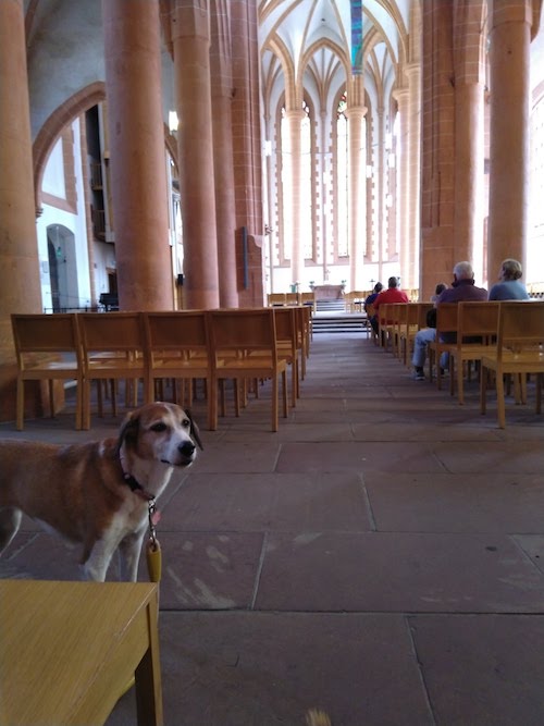 1819-ruta-coche-por-la-selva-negra-de-alemania-con-perro