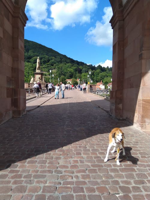 1821-ruta-coche-por-la-selva-negra-de-alemania-con-perro