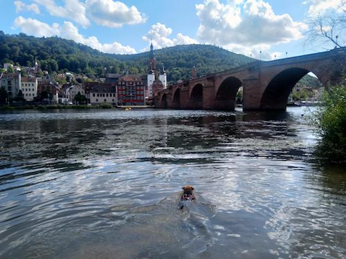 1823-ruta-coche-por-la-selva-negra-de-alemania-con-perro