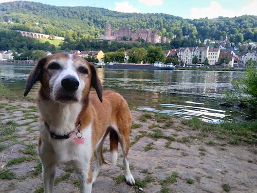 1825-ruta-coche-por-la-selva-negra-de-alemania-con-perro