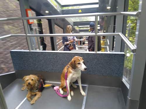 1827-ruta-coche-por-la-selva-negra-de-alemania-con-perro