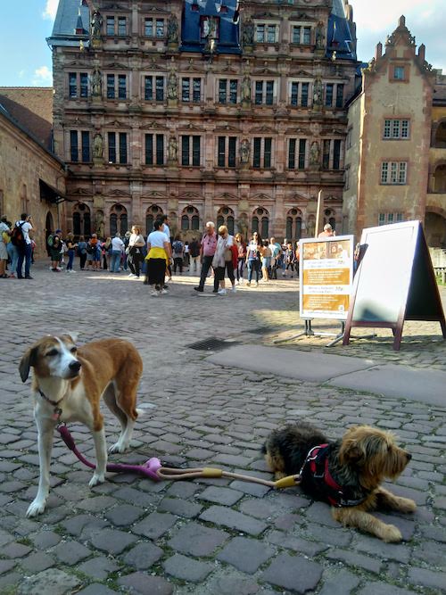 1829-ruta-coche-por-la-selva-negra-de-alemania-con-perro