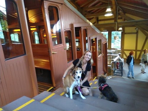 1831-ruta-coche-por-la-selva-negra-de-alemania-con-perro