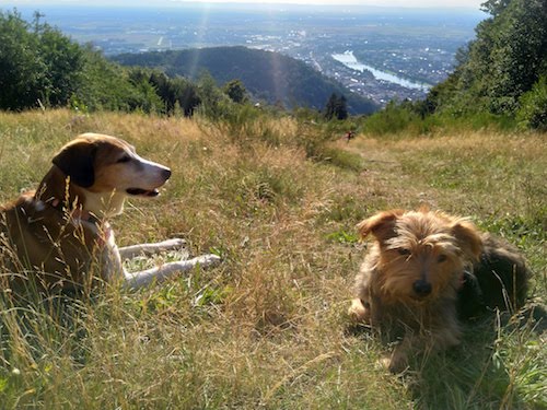 1833-ruta-coche-por-la-selva-negra-de-alemania-con-perro