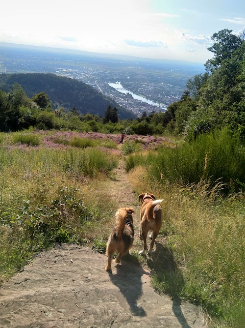 1835-ruta-coche-por-la-selva-negra-de-alemania-con-perro