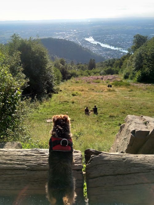 1837-ruta-coche-por-la-selva-negra-de-alemania-con-perro