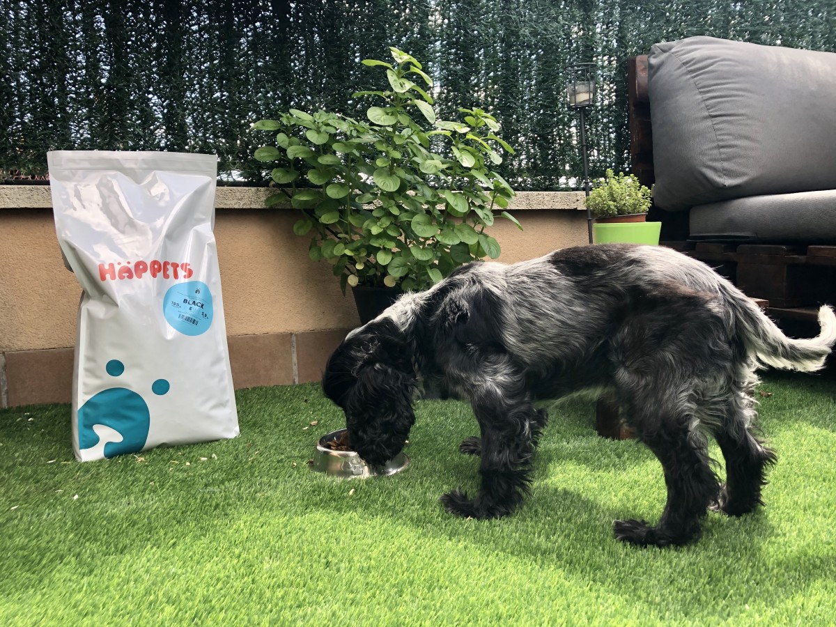 1924-happets-viajes4patas