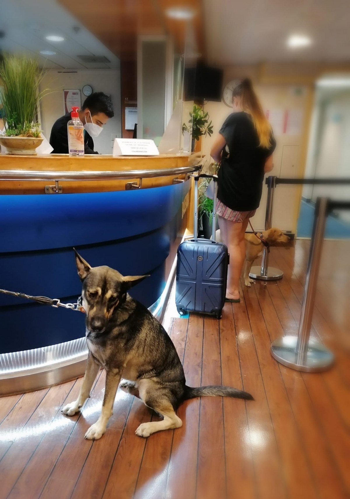 1947-balearia-ferry-viajar-con-perro-camarote-viajes4patas