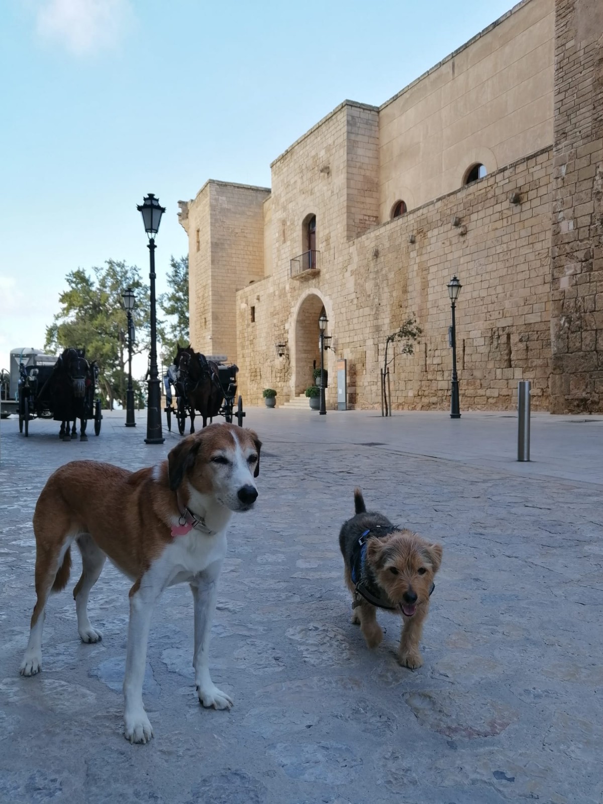 1957-catedral-palma-mallorca-perro