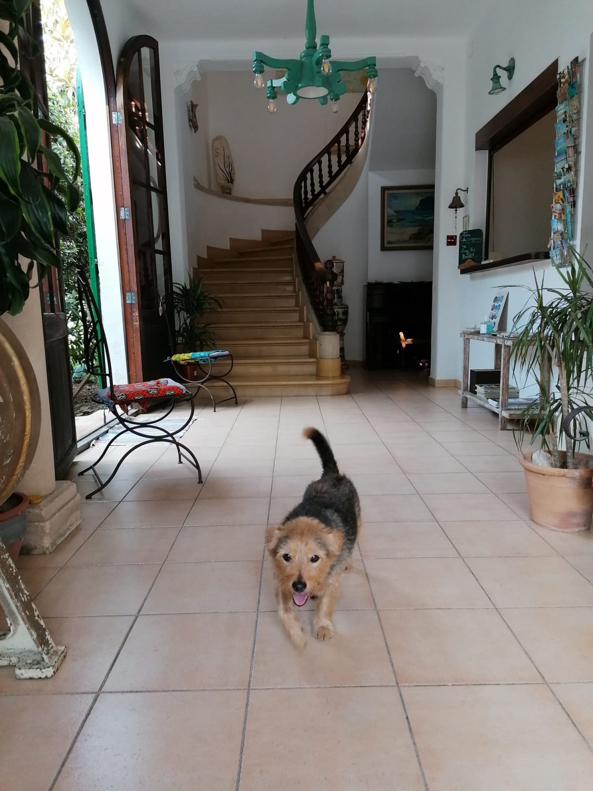 1959-pensio-bellavista-port-pollensa-mallorca-admite-perros