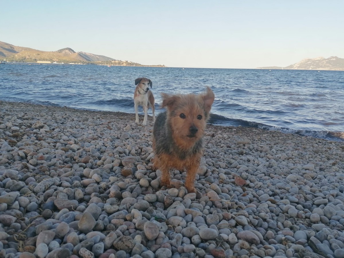 1963-playa-canina-pollenca-mallorca