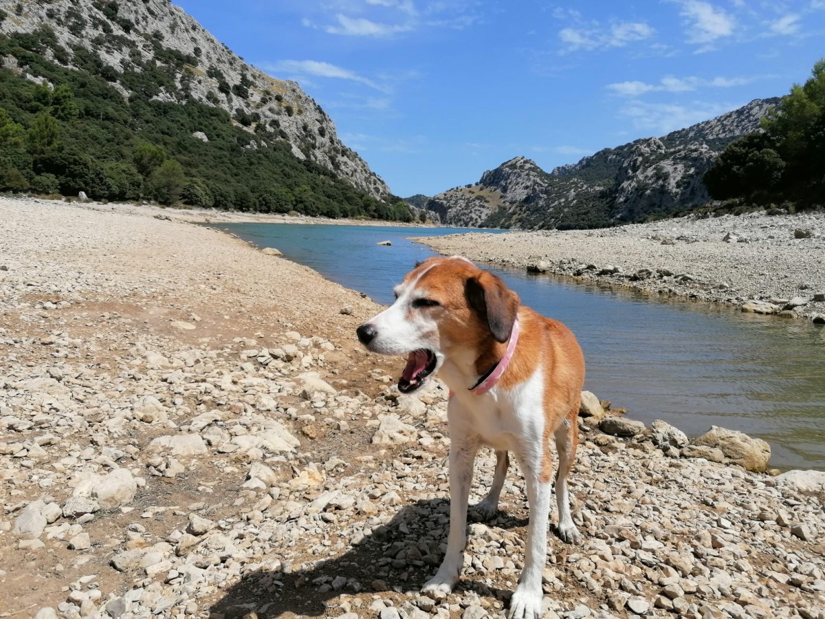 1965-gorg-blau-mallorca-perros