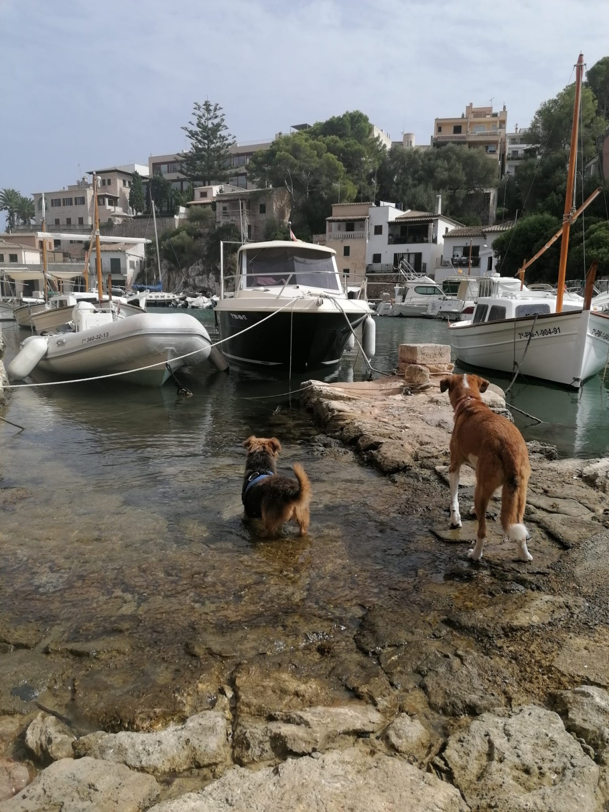 1968-calafiguera-mallorca-perro