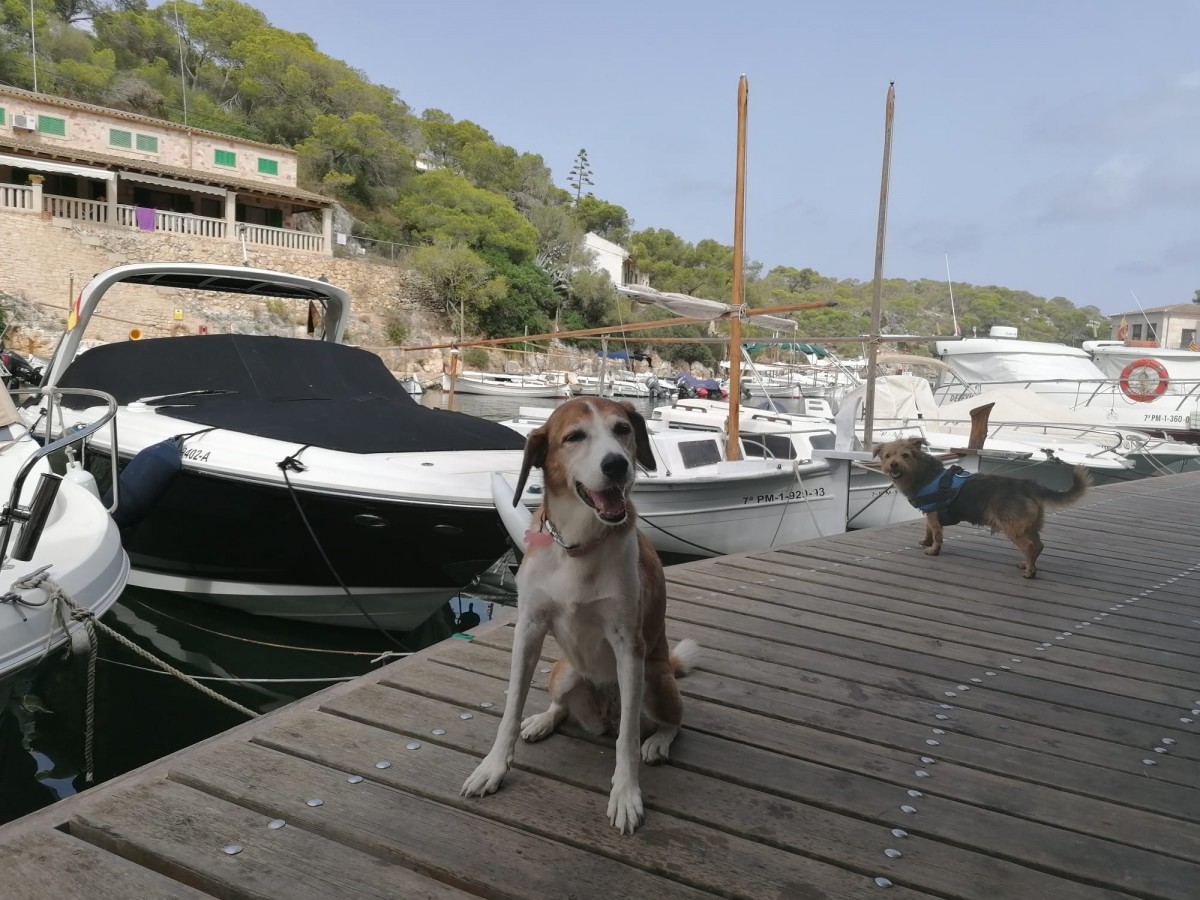 1969-calafiguera-mallorca-perro