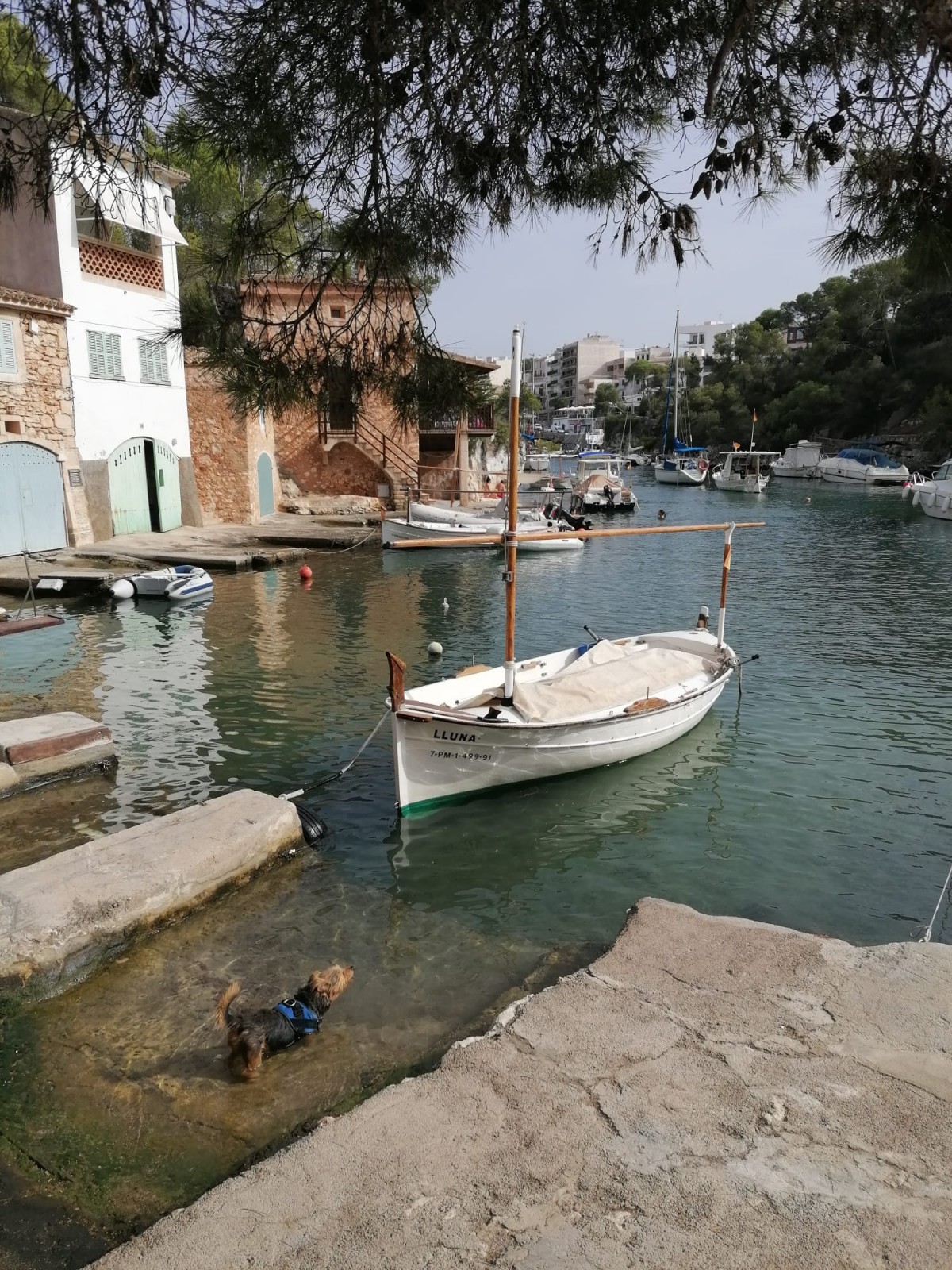 1970-calafiguera-mallorca-perro