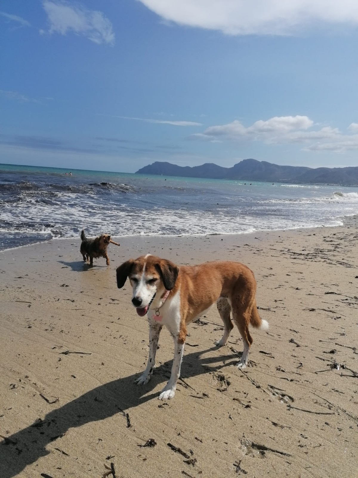 1976-son-serra-marina-mallorca-perro