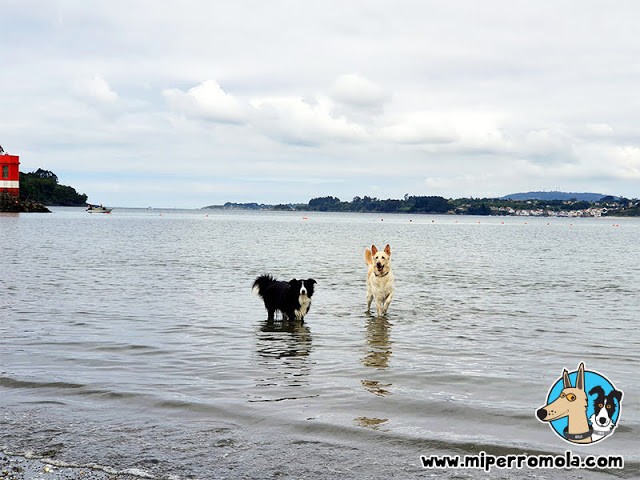 2014-playa-perros-cabana