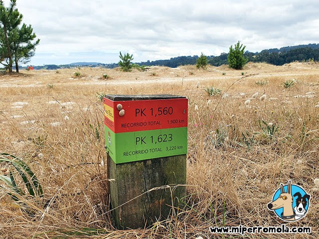 2019-playa-viajes4patas-perros