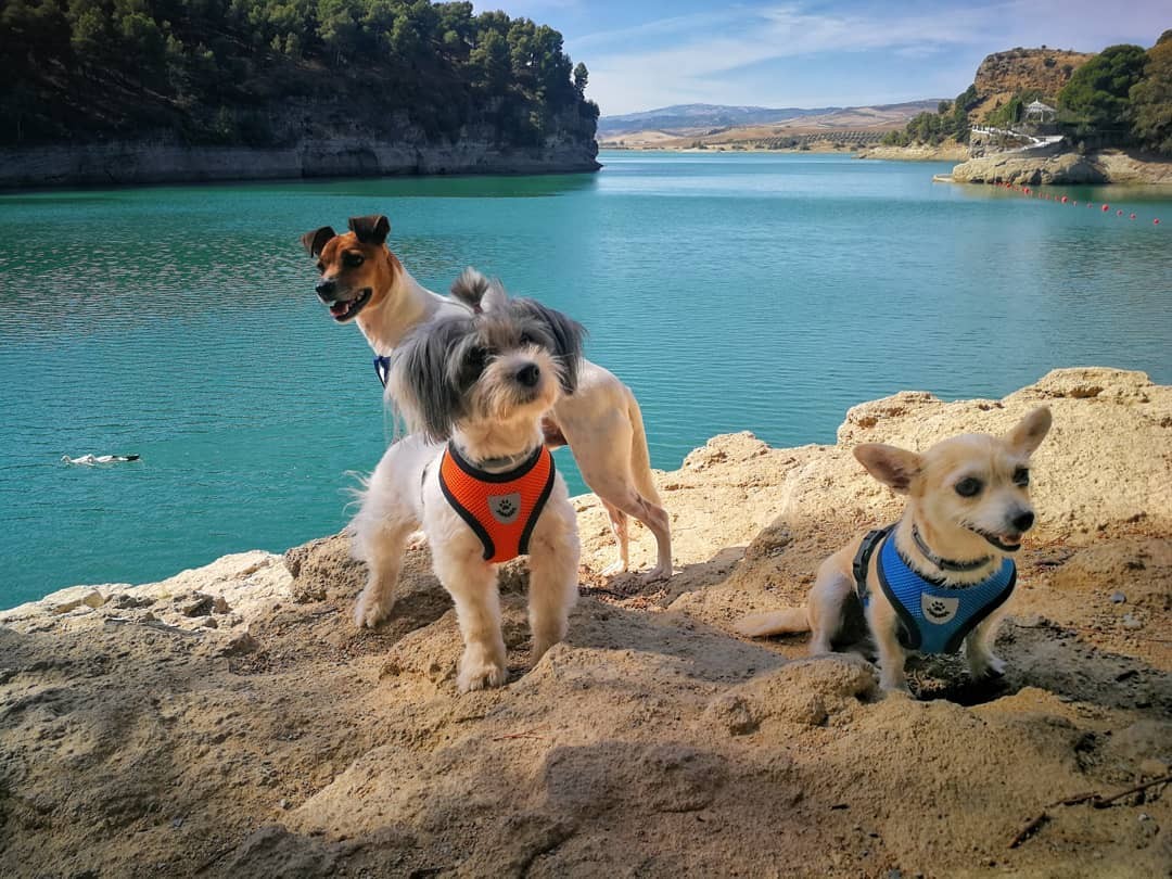 2069-mis-angeles-de-cuatro-patas