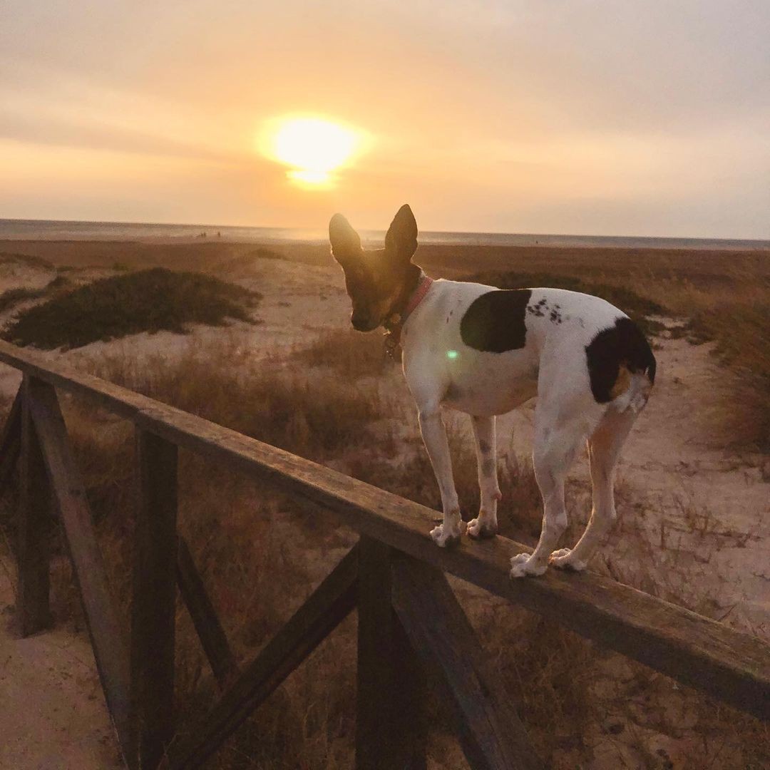 2087-aura-bodeguera-instagram-viajes-perro