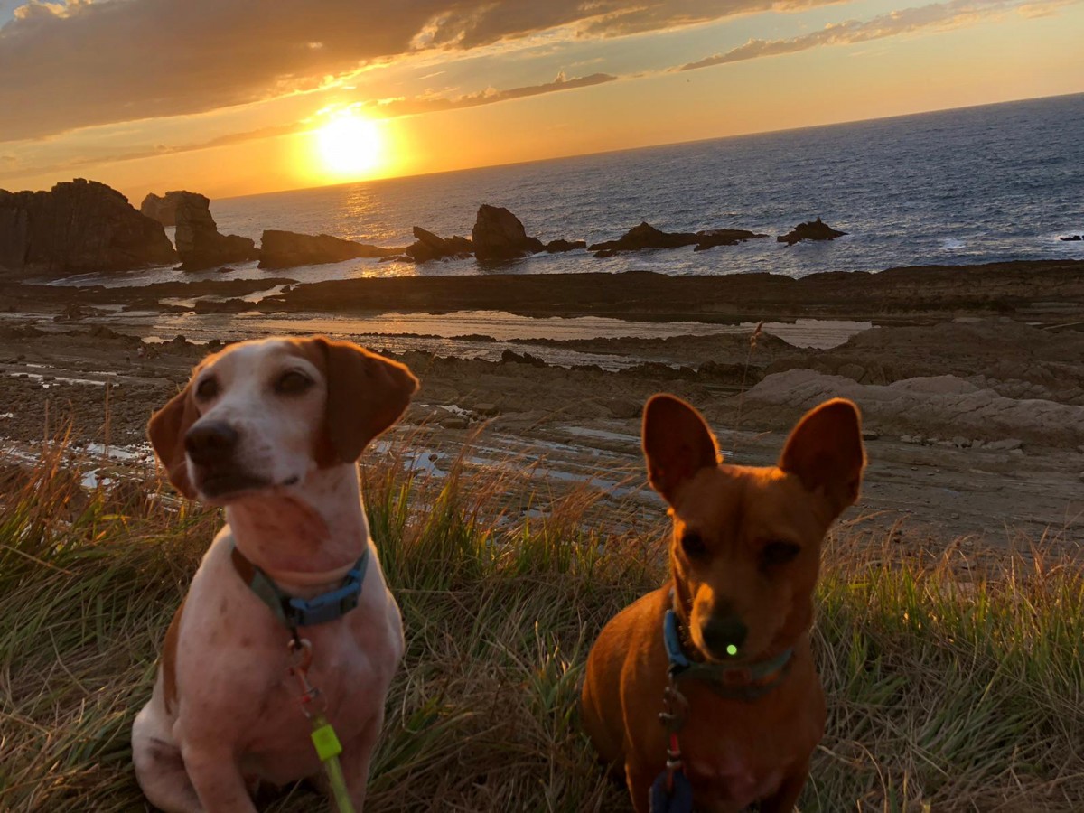 2091-cosas-de-perras-blog-viajes-perro