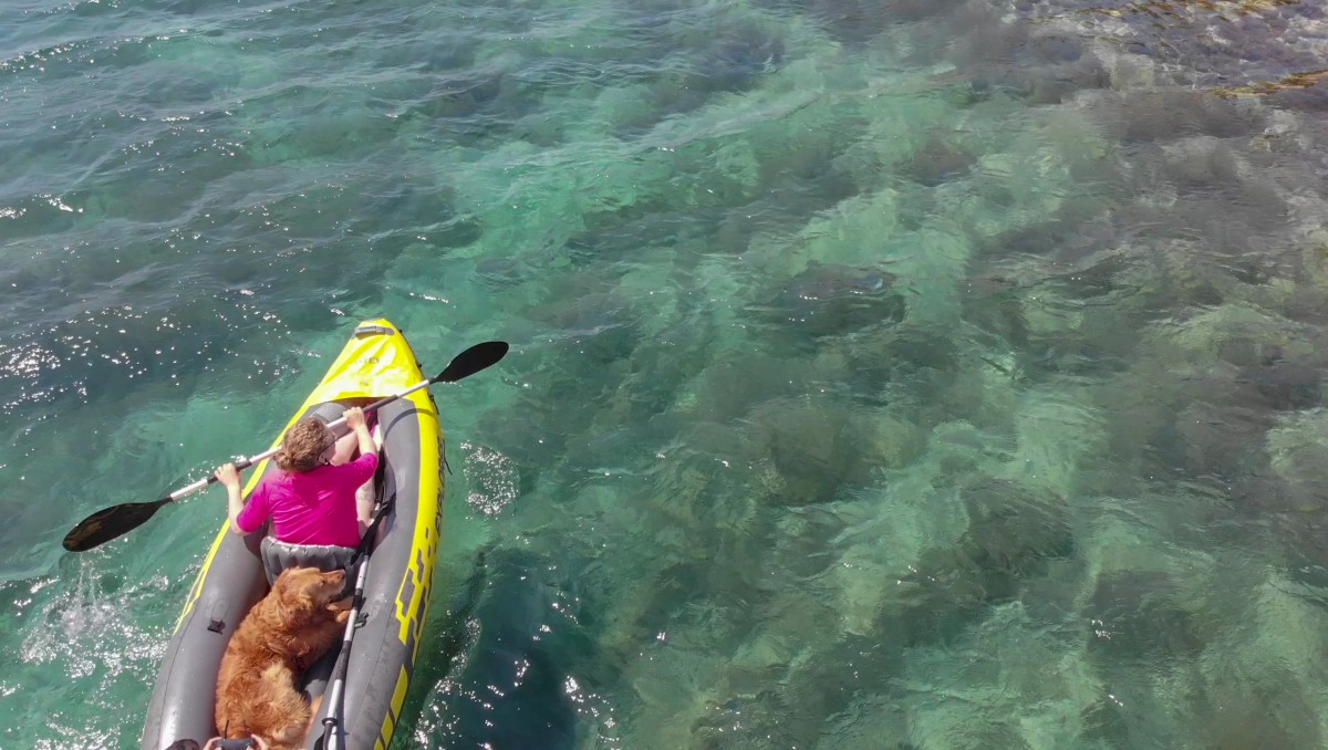 2126-kayak-perro-vacaciones