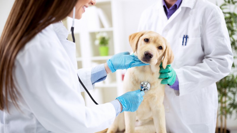 2241-veterinario-seguro-mascota-perro-gato-salud