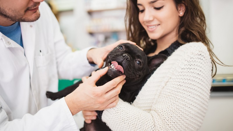2243-veterinario-seguro-mascota-perro-gato-salud-viajes4patas