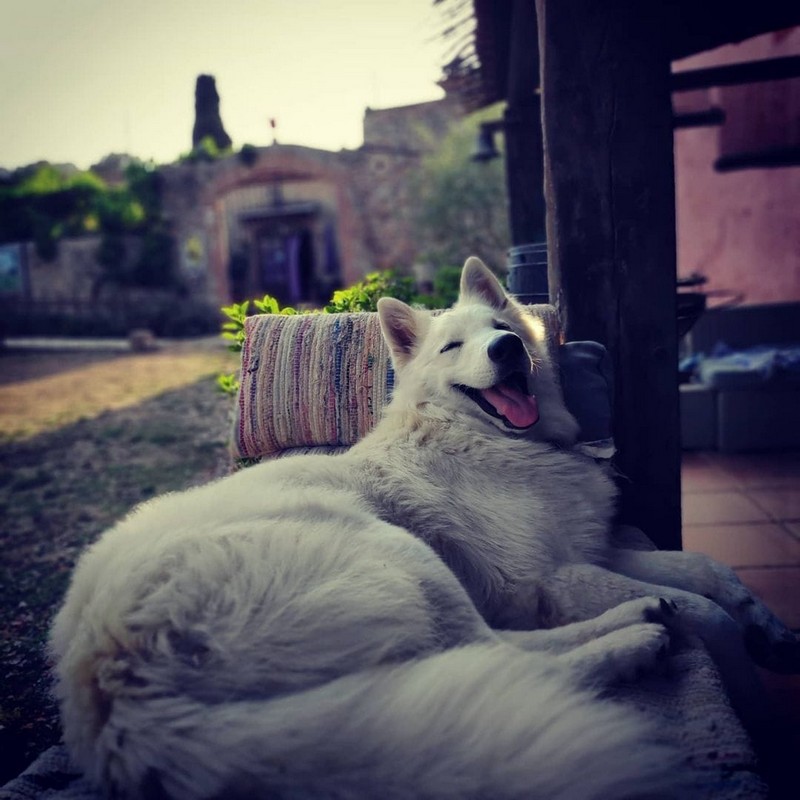 2332-MAS-DEL-LLOP-SOBRESTANY-GIRONA-MONTGRI-ADMITE-PERROS