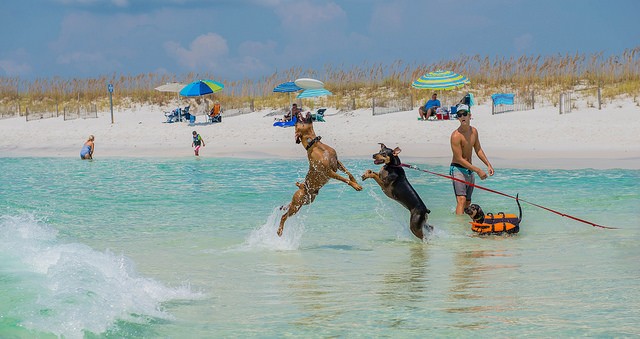 2487-playa-perros