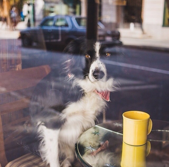 2550-restaurantes-andorra-dog-friendly