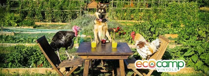2651-camping-vinyols-admite-perros-cambrils