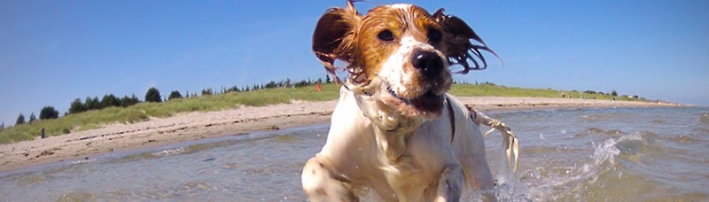 2660-playa-perros-empuriabrava-viajes4patas